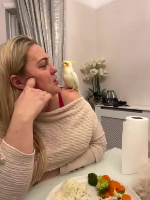 Cockatiels birds for sale: Cockatiel abd Ringneck in Gillingham - Video 1