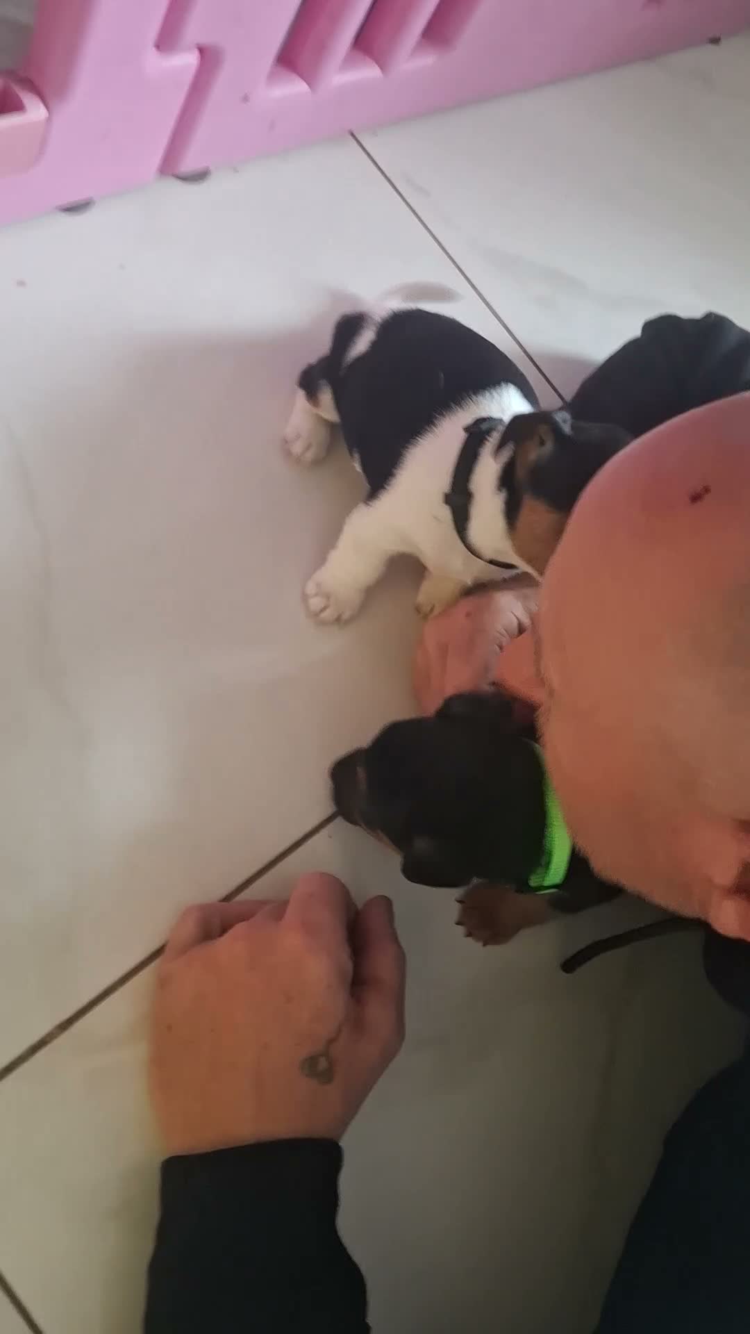 Jack Russell dogs for sale: Jack Russell pups - Video 1