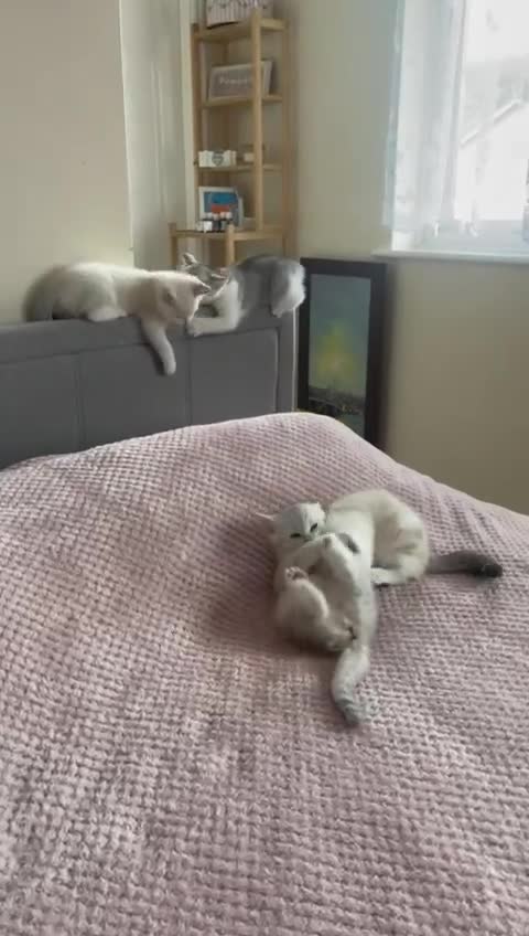 British Shorthair cats for sale: 4 Beautiful British short hair & Ragdoll kittens - Video 2