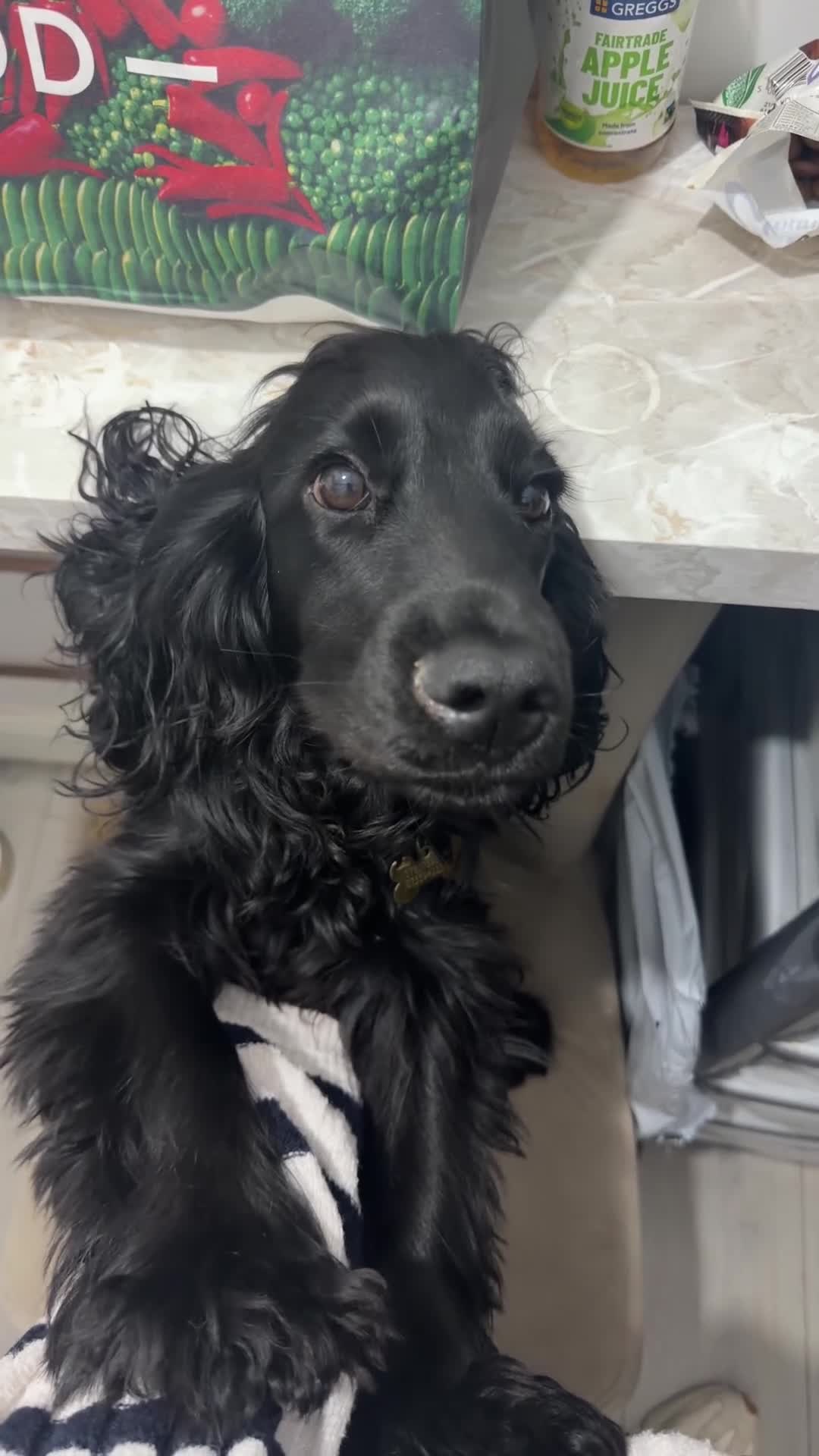 Cocker Spaniel dogs for stud: Cocker spaniel Stud  - Video 1