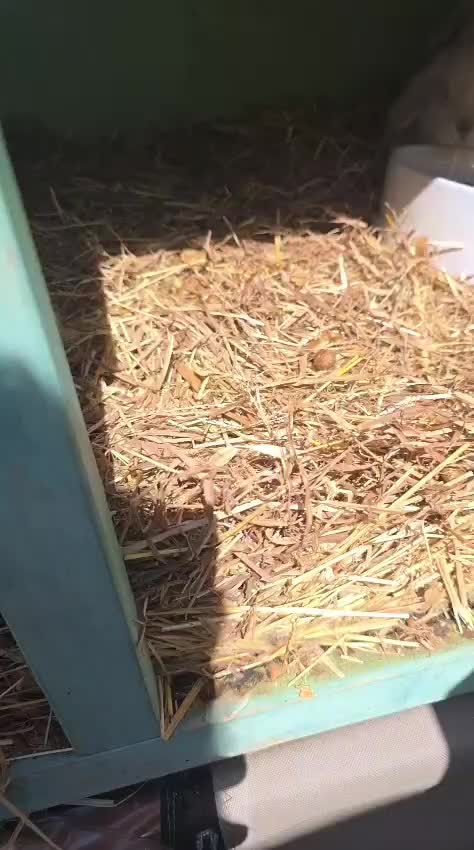 Mini Lop rabbits for sale: Mini Lop - Video 1