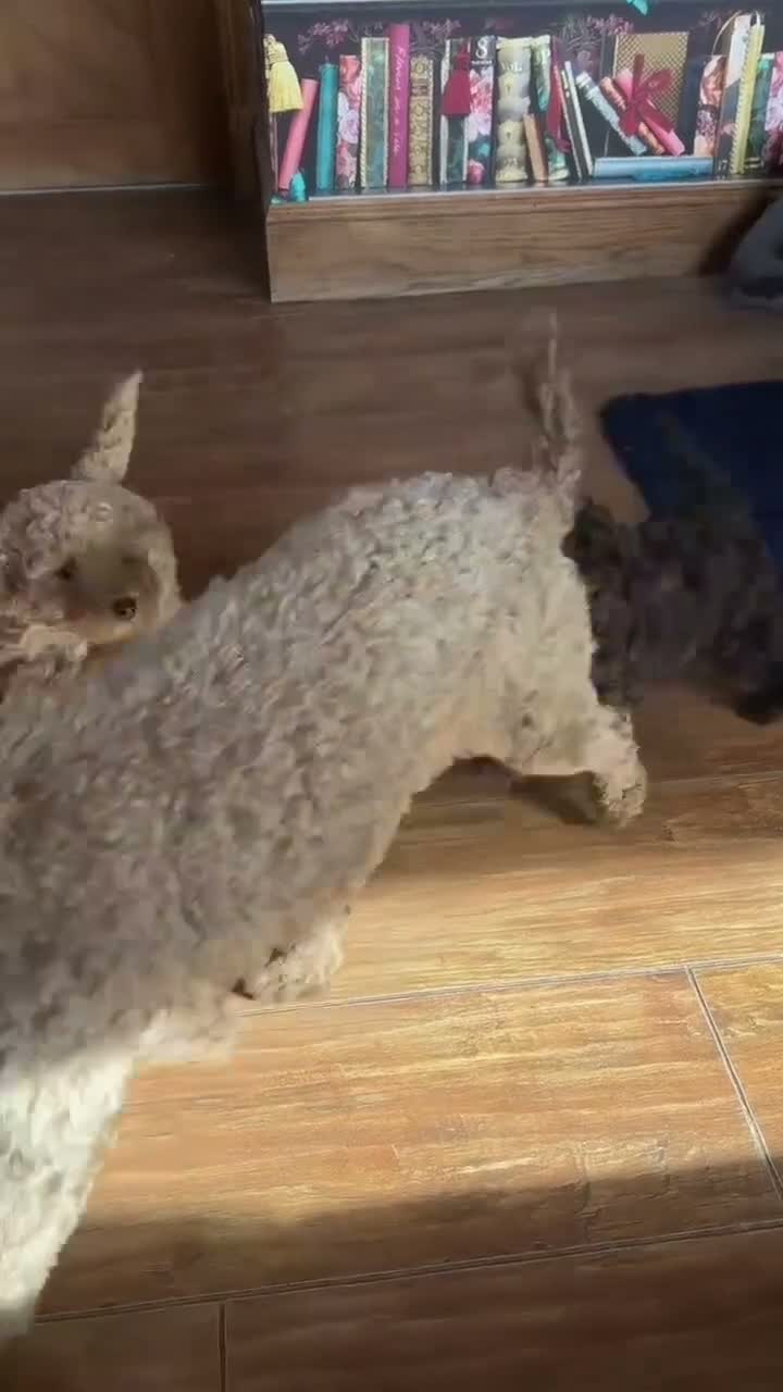 Mixed Breed dogs for sale: Adorable Toy/Minature poodles in Clackmannan - Video 2