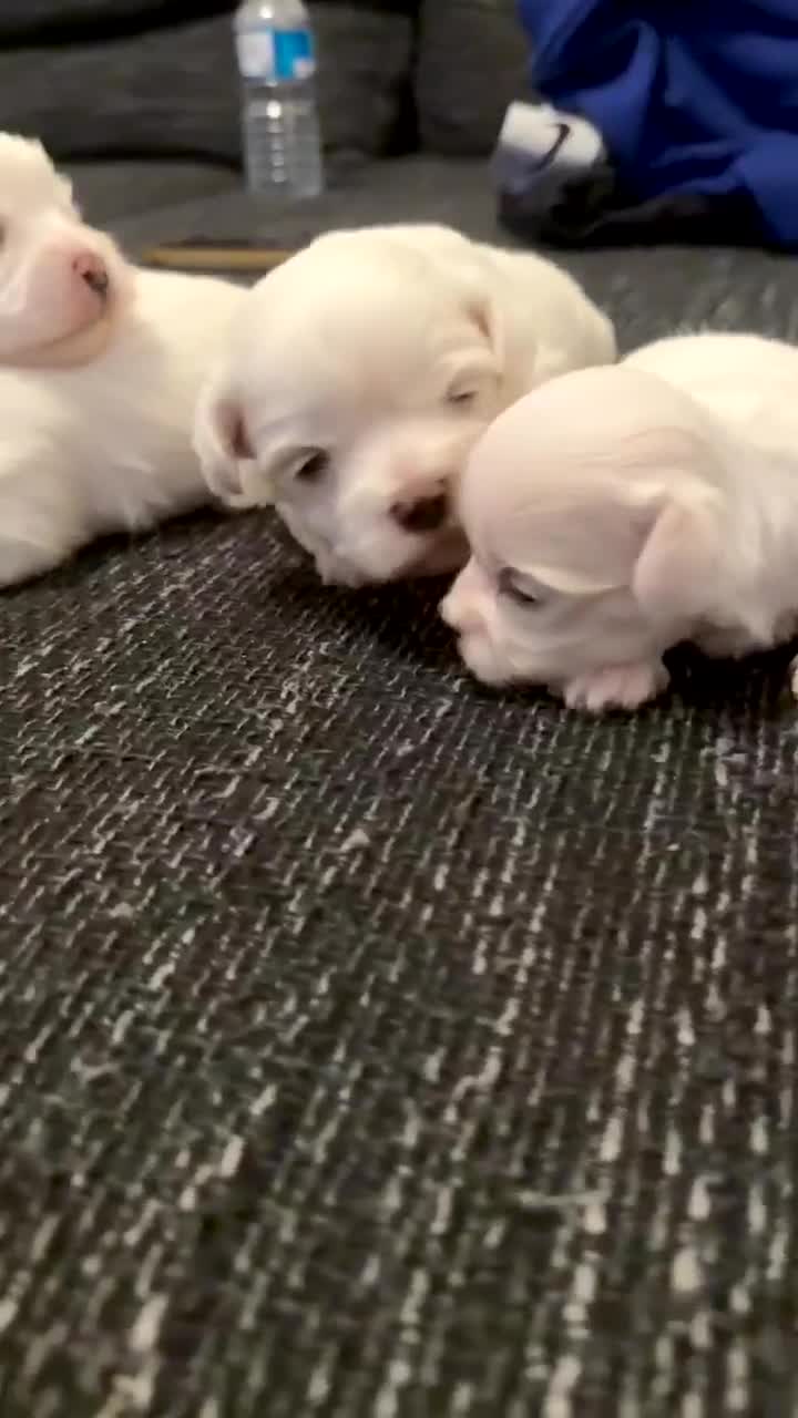 Maltese dogs for sale: Korean maltase puppies for sale  - Video 1