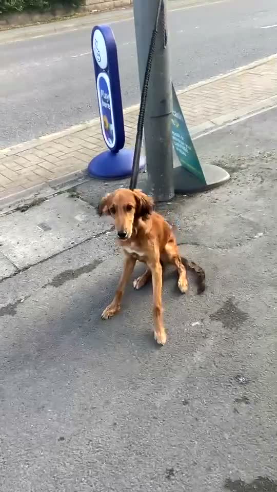 Saluki dogs for sale: puppy for rehome  - Video 1