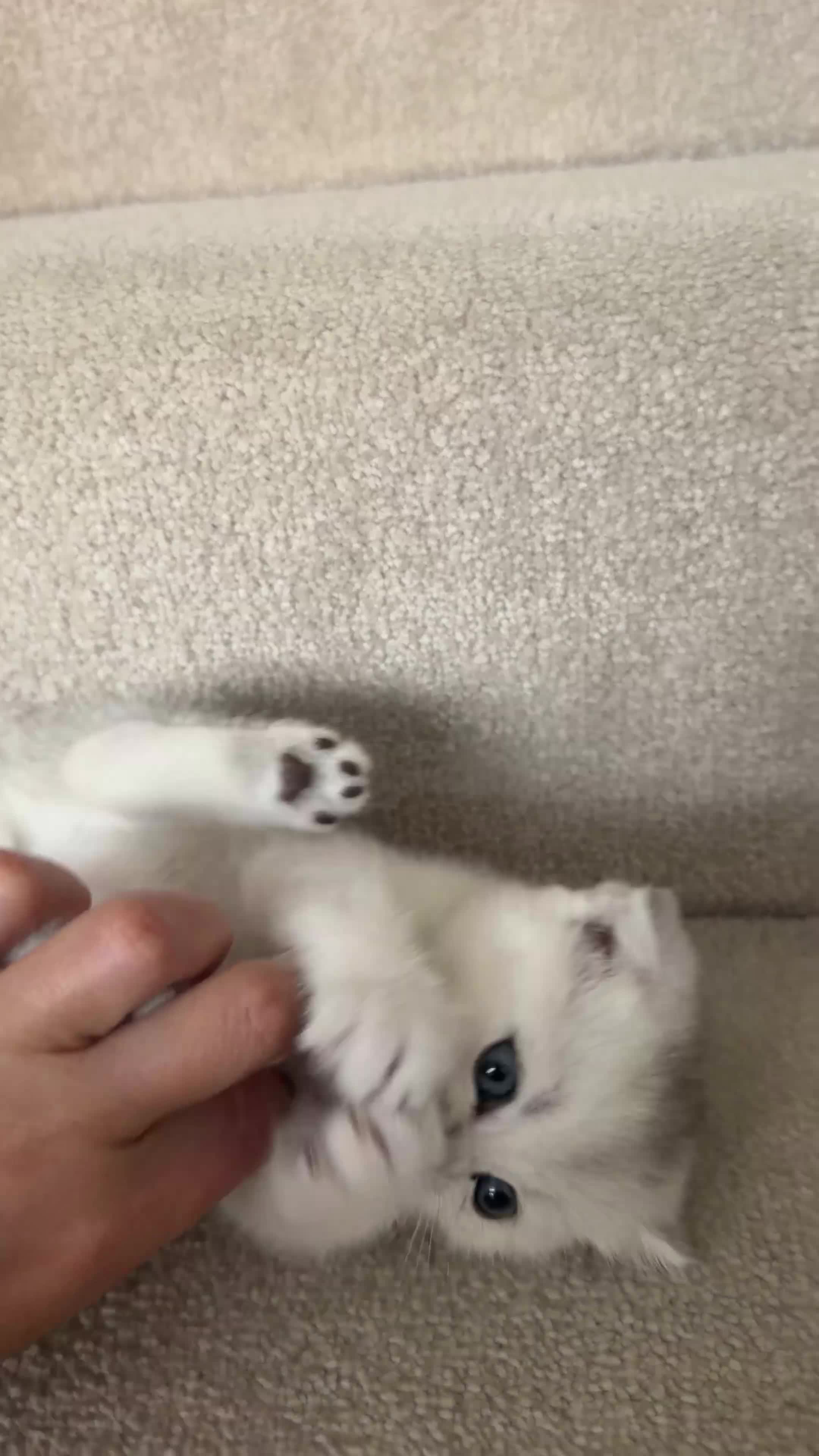 British Shorthair cats for sale: British Shorthair and Scottish Fold  - Video 1