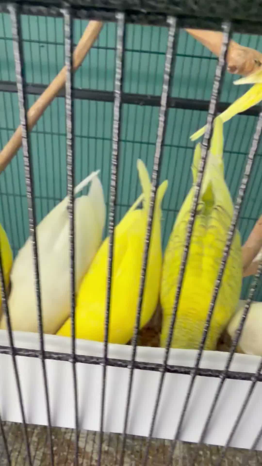 Budgerigars birds for sale: Double factor spangle show colour & lutino budgies - Video 1
