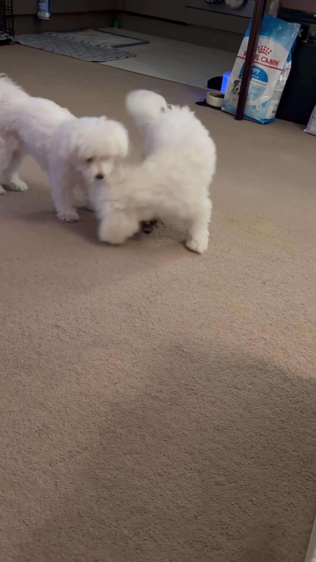 Maltese dogs for sale: 5 generation KC registered Maltese - Video 1