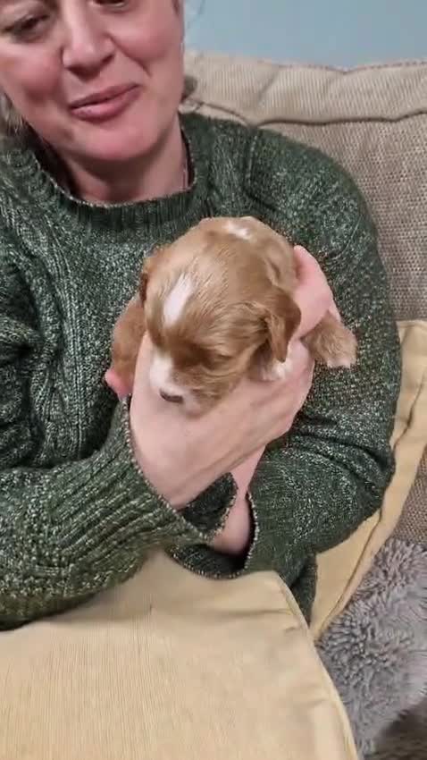 Cockapoo dogs for sale: Gorgeous Cockerpoochons ⭐️ last two boys ⭐️ - Video 5