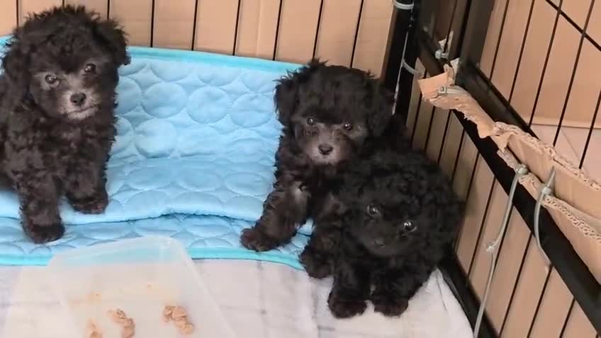 Chipoo dogs for sale: 🐾 Beautiful Chipoo × Micro Asian Poodle Puppies🐾 - Video 2