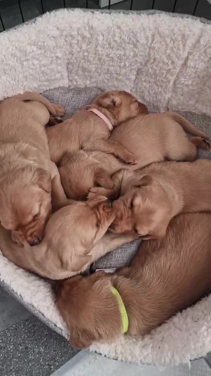 Labrador Retriever dogs for sale: Foxy Red Labrador Puppies - Video 2