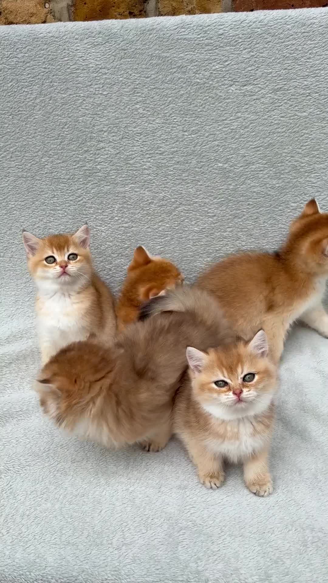 British Shorthair cats for sale: Pedigree chinchilla golden kittens ✨ NY12 - Video 4