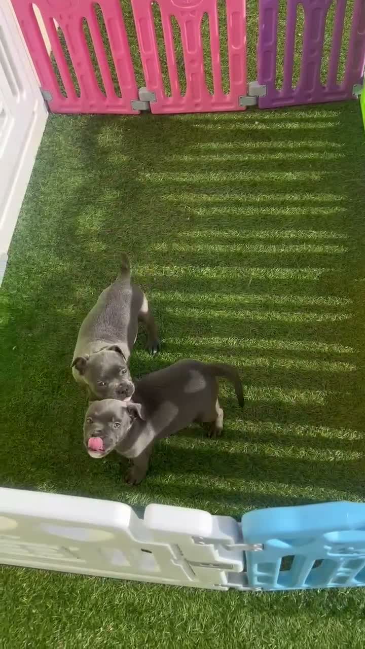 Staffordshire Bull Terrier dogs for sale: Gorgeous Blue Staffys **READY TO LEAVE** - Video 1