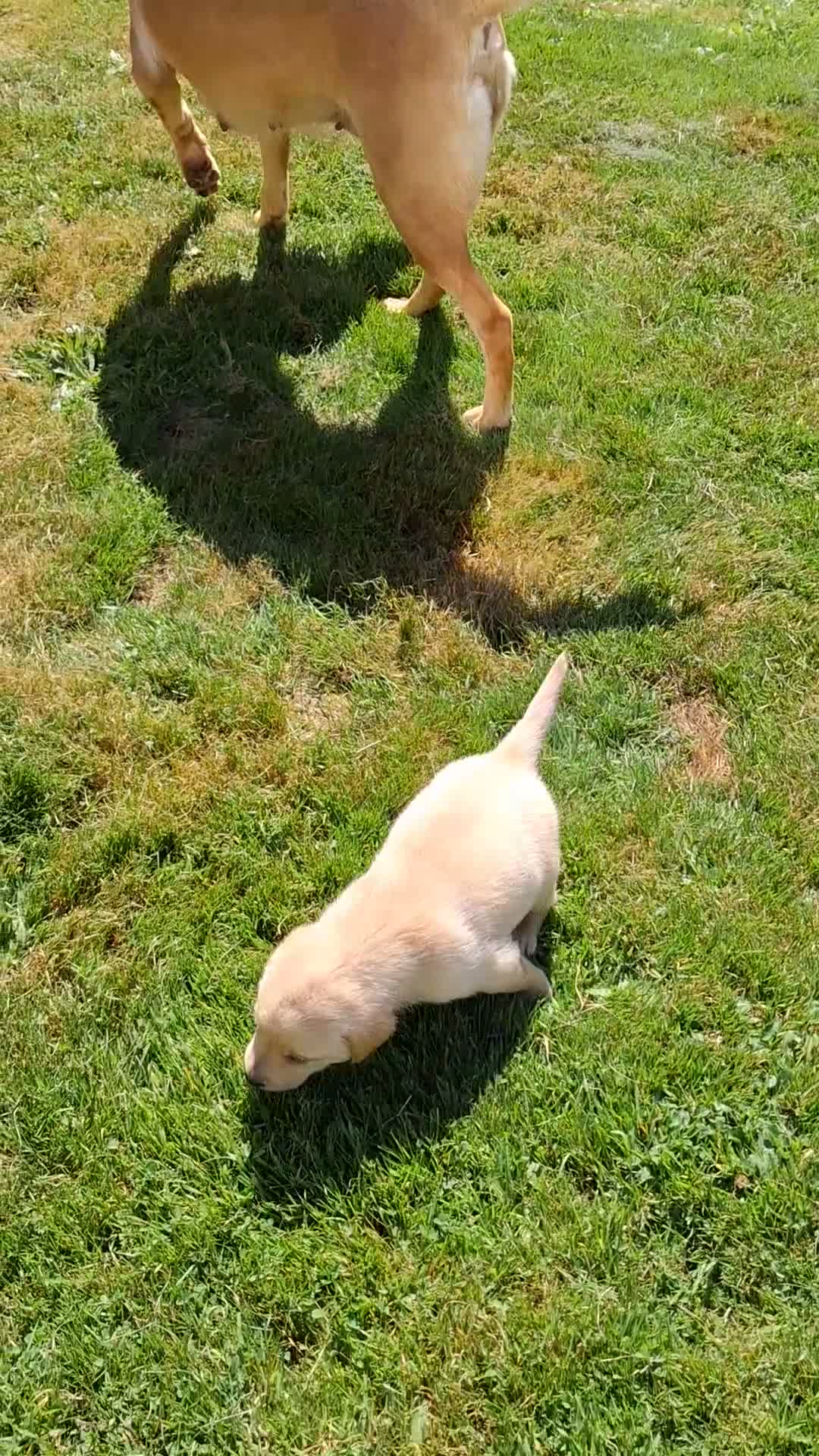 Labrador Retriever dogs for sale: Fox red Labrador puppies  in Crieff - Video 1