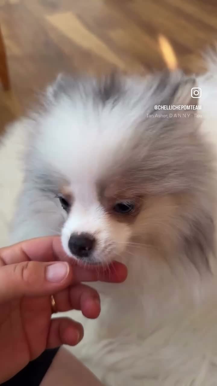 Pomeranian dogs for sale: Two adorable merle boys  - Video 1