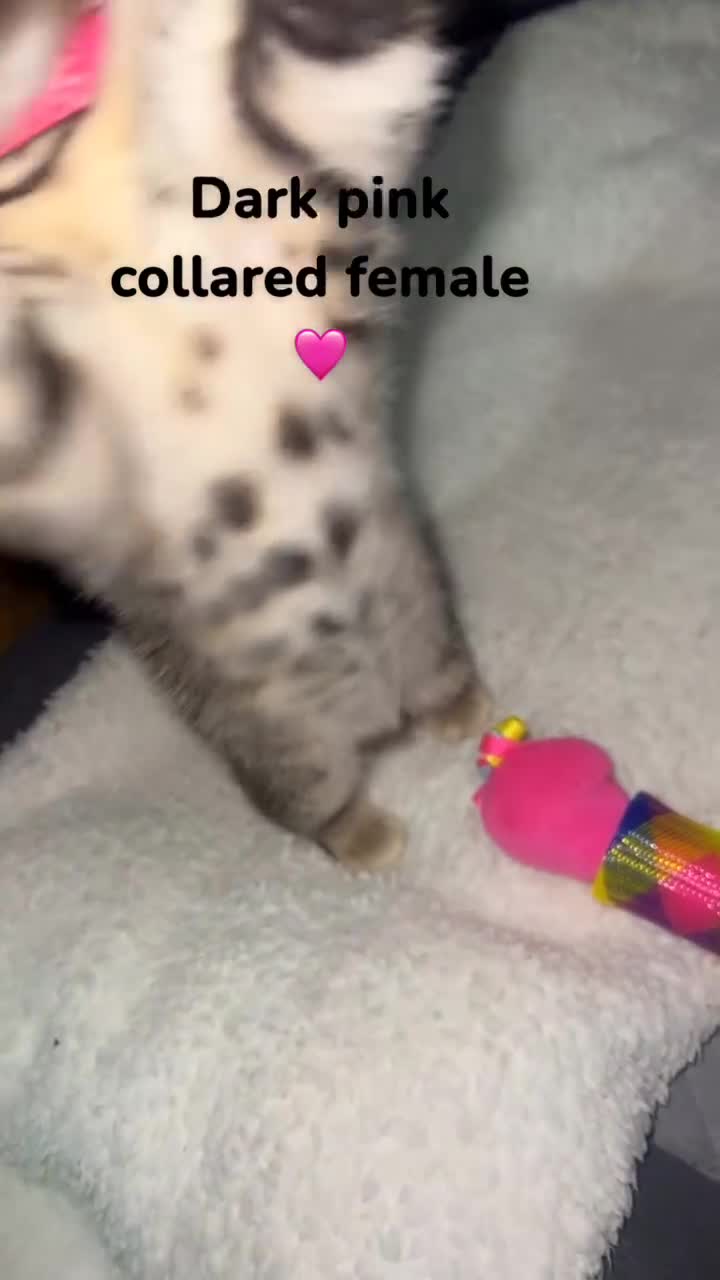 Bengal cats for sale: Beautiful Bengal kittens  - Video 3