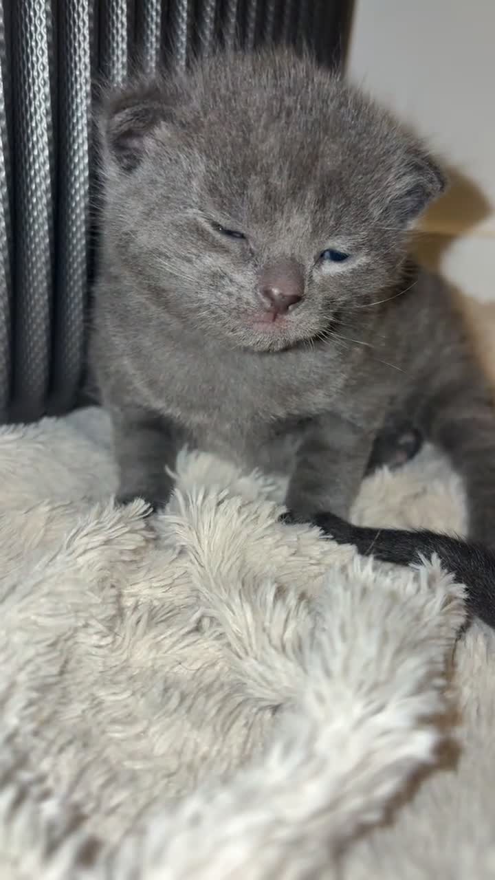 Mixed Breed cats for sale: Male grey kitten  - Video 1