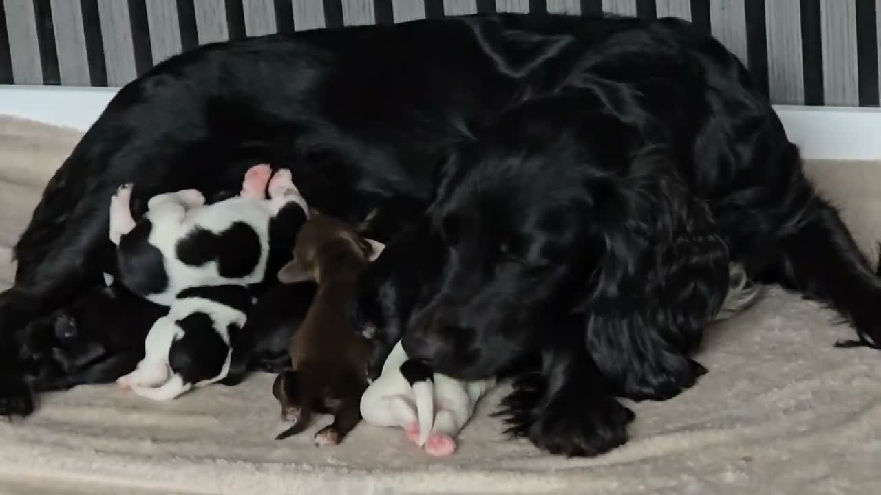 Sprocker dogs for sale: Sprocker puppies  - Video 1