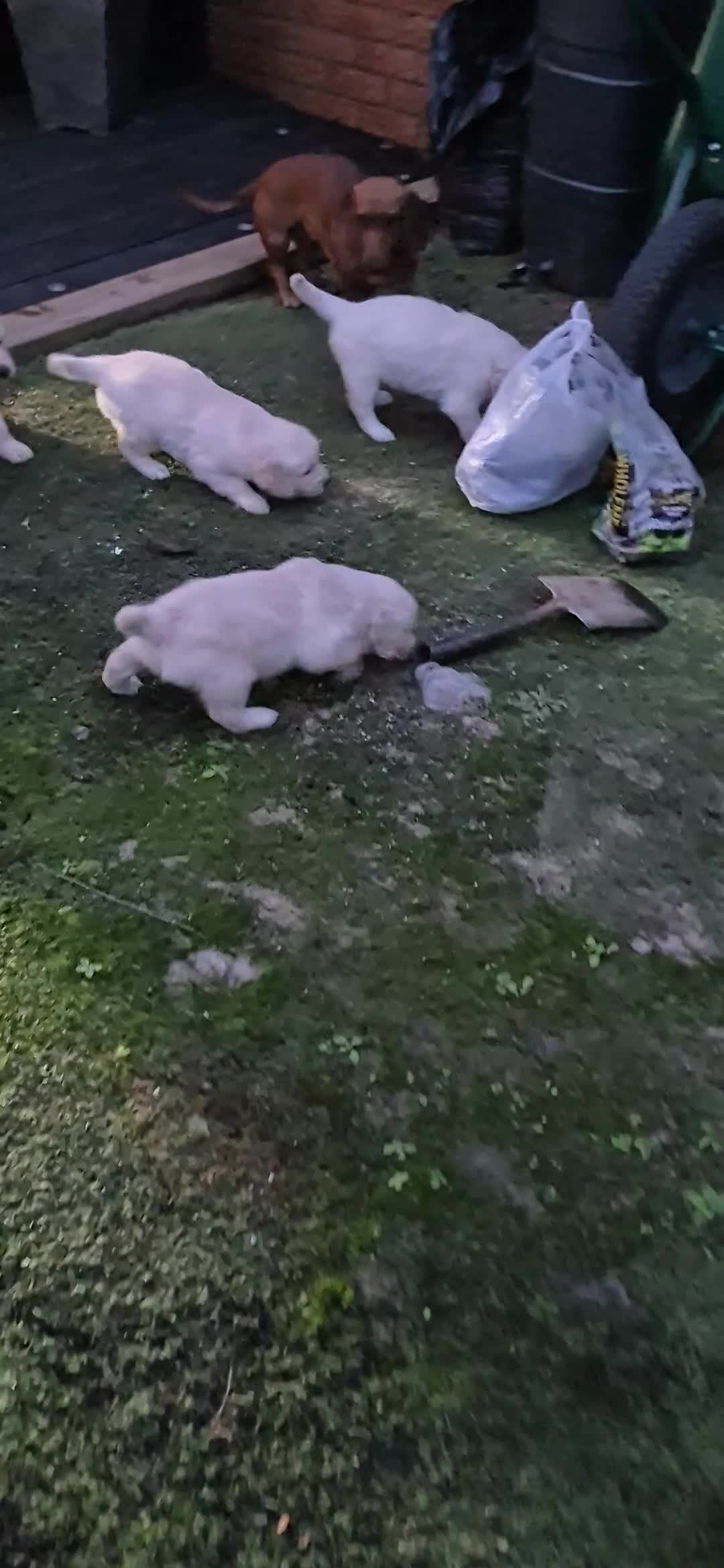 Golden Retriever dogs for sale: Golden retriever beautiful cream puppies - Video 2