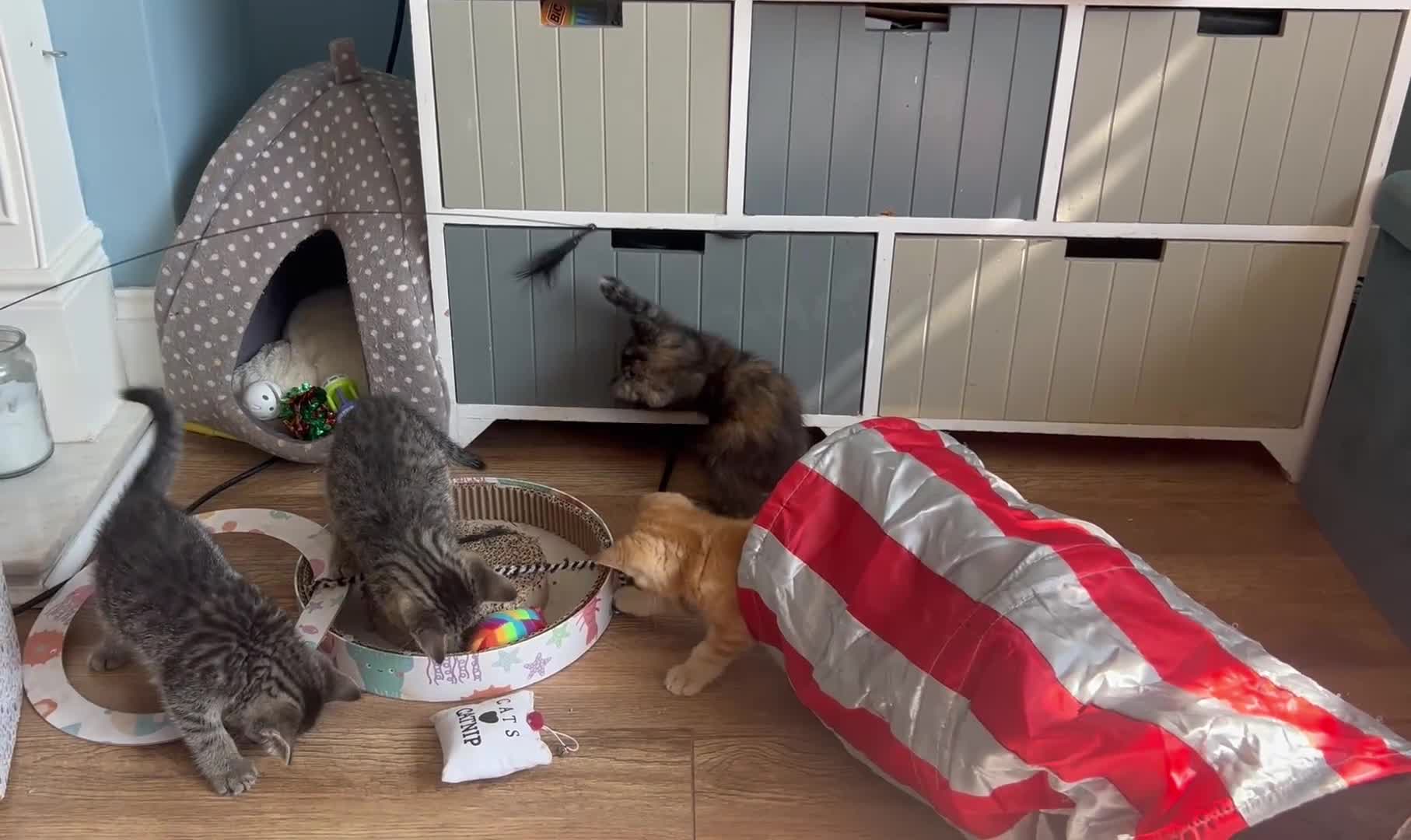 Exotic cats for sale: Gorgeous kittens - ready now - Video 1
