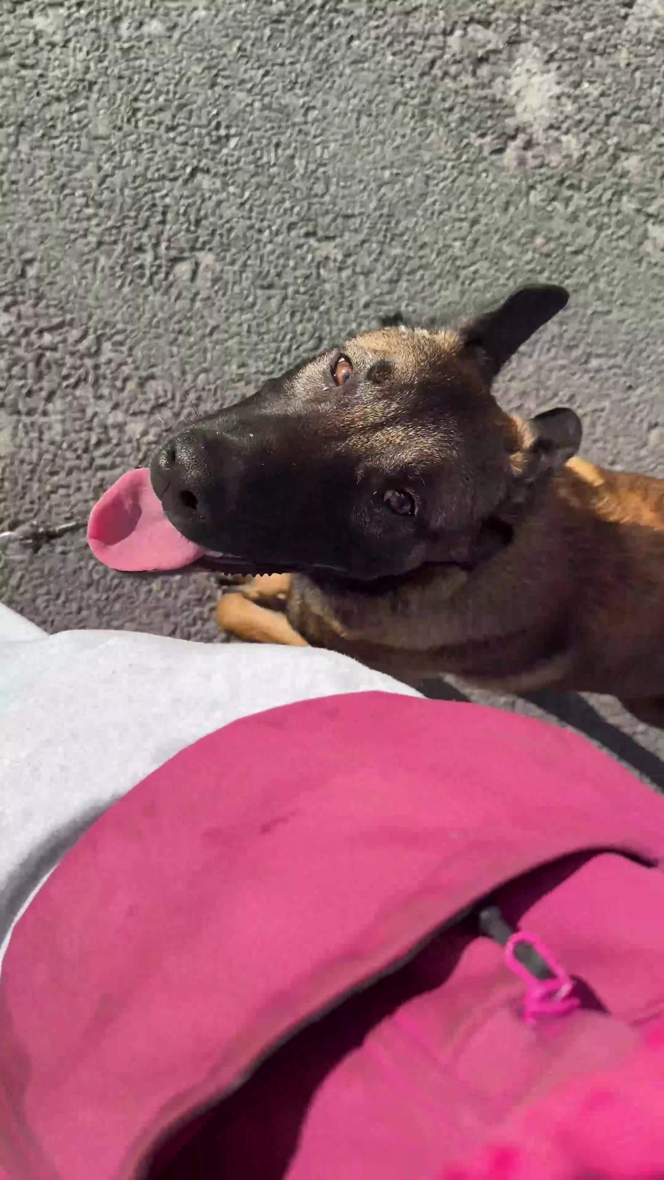 Belgian Shepherd Dog dogs for sale: 7 month old malinois/dutch herder  - Video 1
