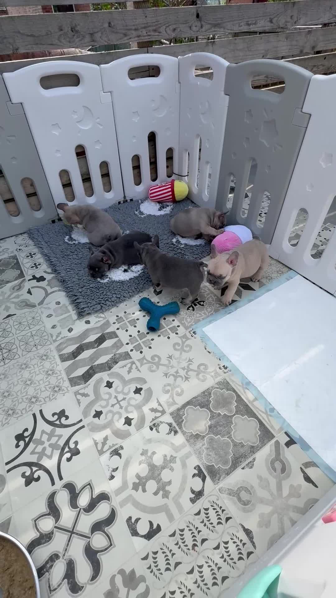 French Bulldog dogs for sale: QUALITY HEALTH TESTED KC FRENCH BULLDOG PUPPIES - Video 2