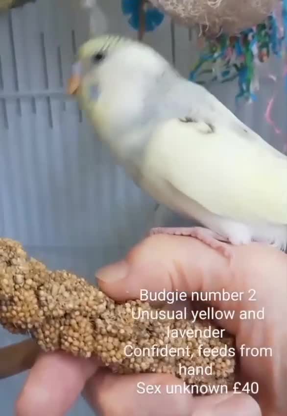 Budgerigars birds for sale: Superb home bred beautifully coloured baby budgies - Video 3