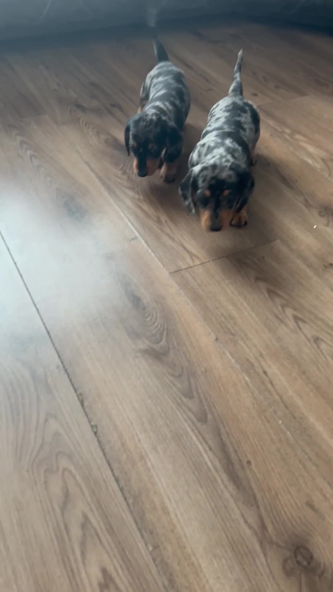 Miniature Dachshund dogs for sale: Last boy short haired silver dapple boys  - Video 2