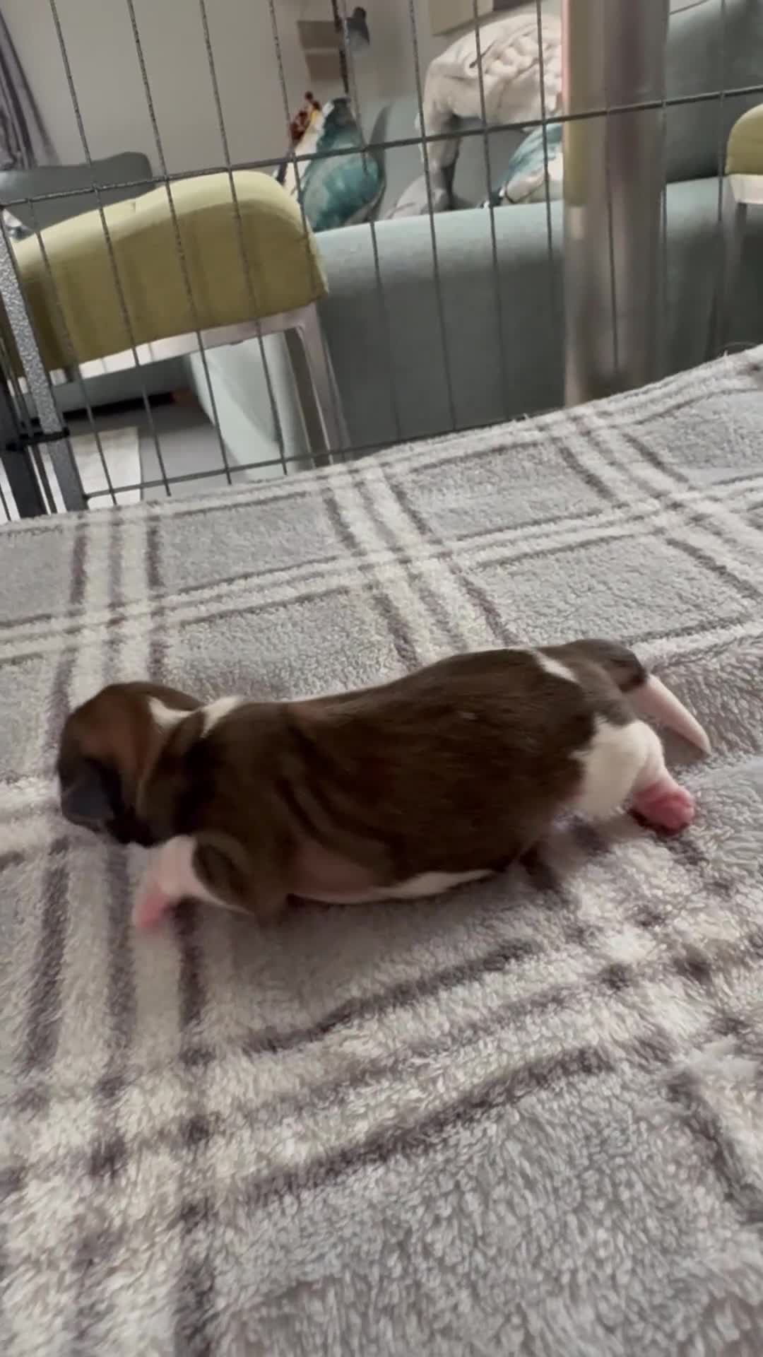 Shih Tzu dogs for sale: My beautiful pet Mango has had 5 gorheous puppies  - Video 1