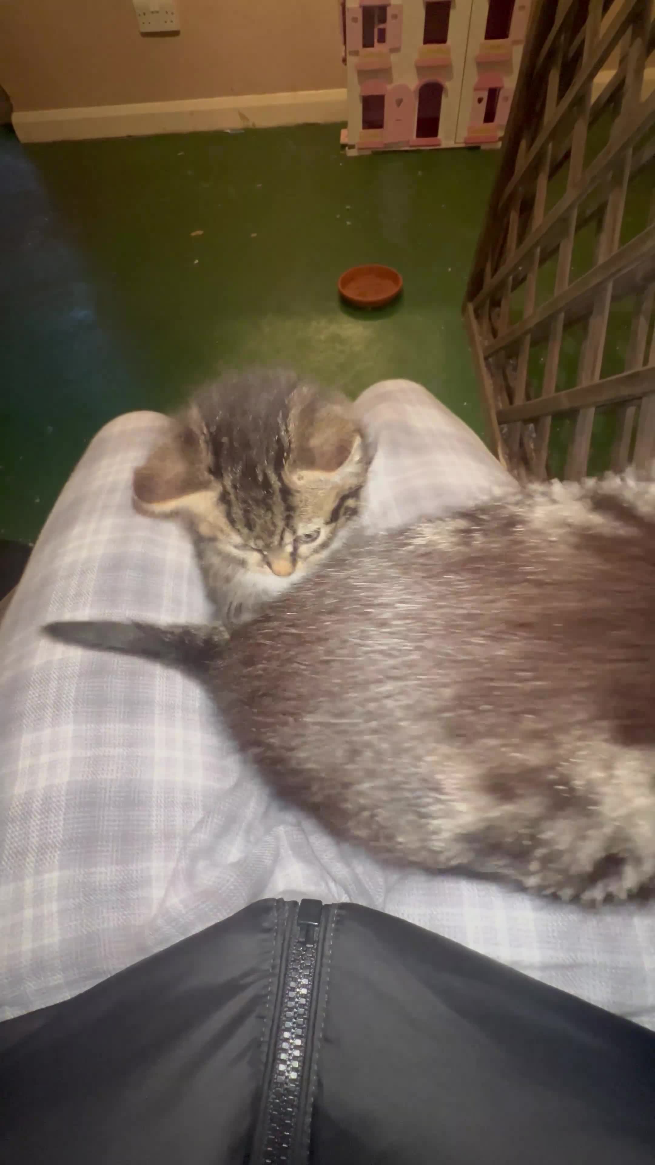 Mixed Breed cats for sale: 5 Little Furballs Looking For Loving Homes😻😻 - Video 2