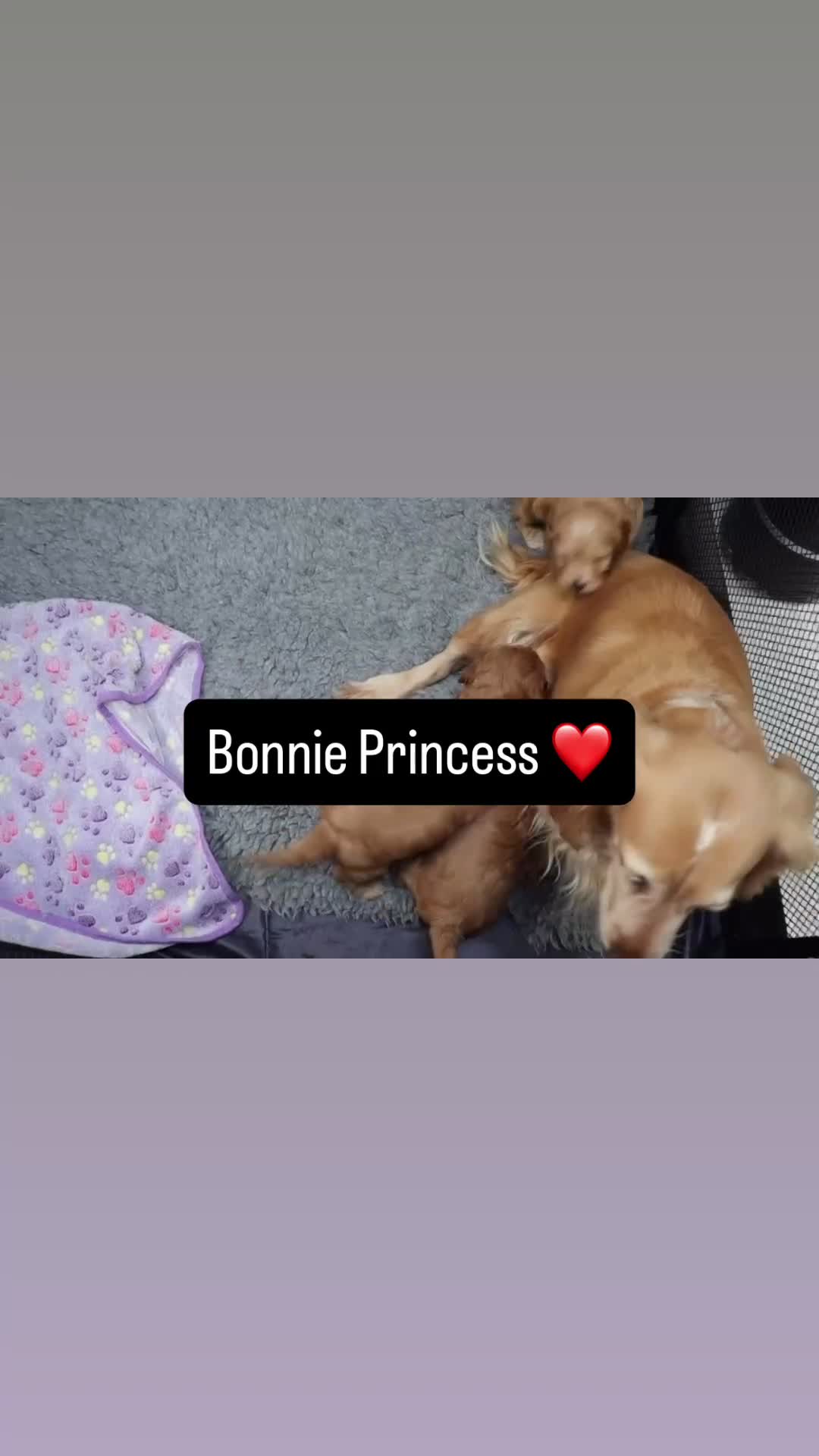 Cockapoo dogs for sale: Health tested: Champion lines  F1 puppies  - Video 1