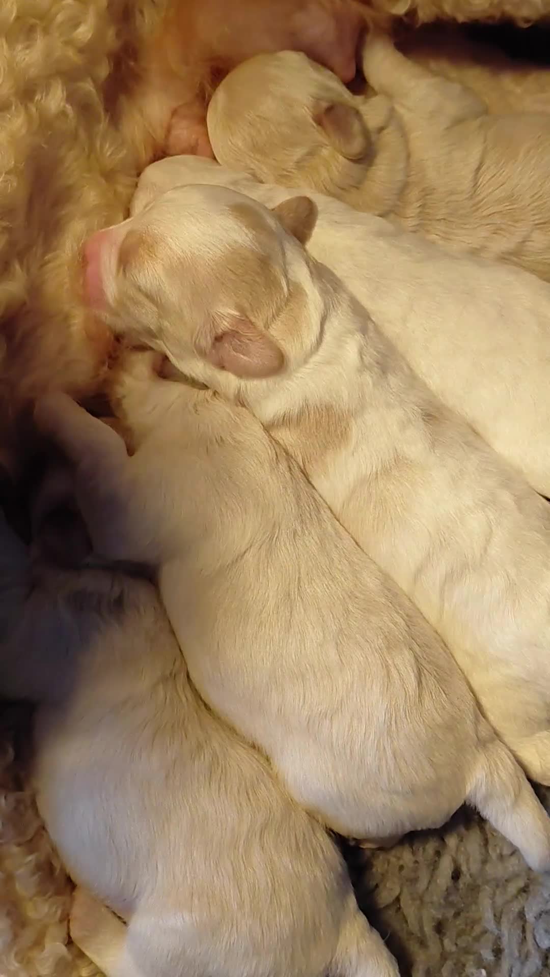 Maltipoo dogs for sale: F1 tiny adorable maltipoo  - Video 3