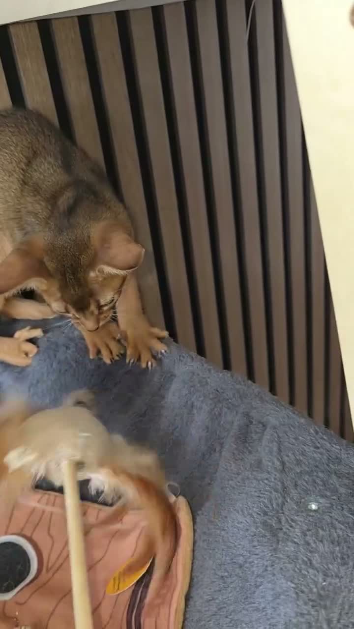 Abyssinian cats for sale: Pure Pedegree Aby kitten - Video 1