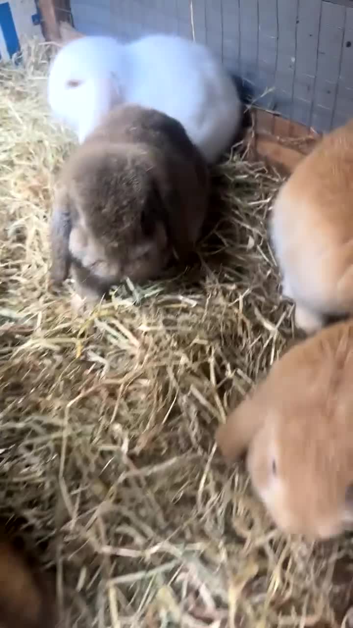 Mini Lop rabbits for sale: Baby rabbits for sale - Video 4