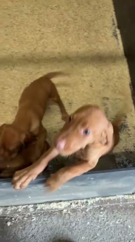 Hungarian Vizsla dogs for sale: Hungarian Vizsla pups  in London - Video 1