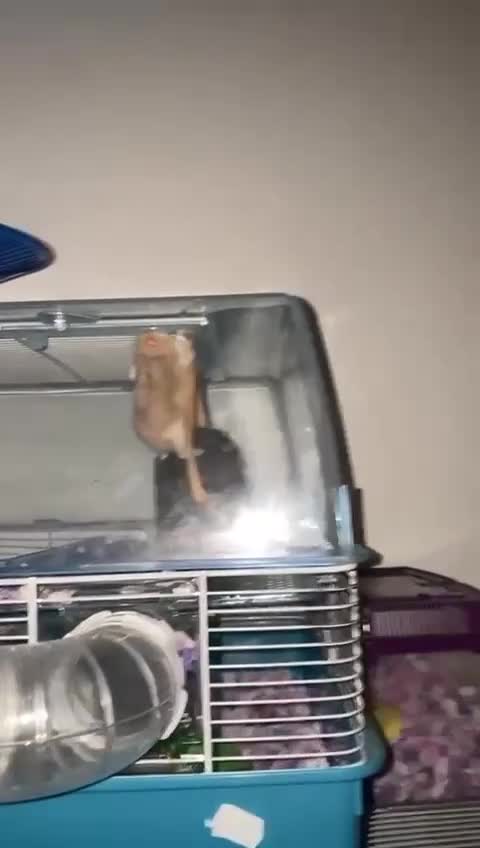 Hamster rodents for sale: Syrian Dwarf Hamster  - Video 1