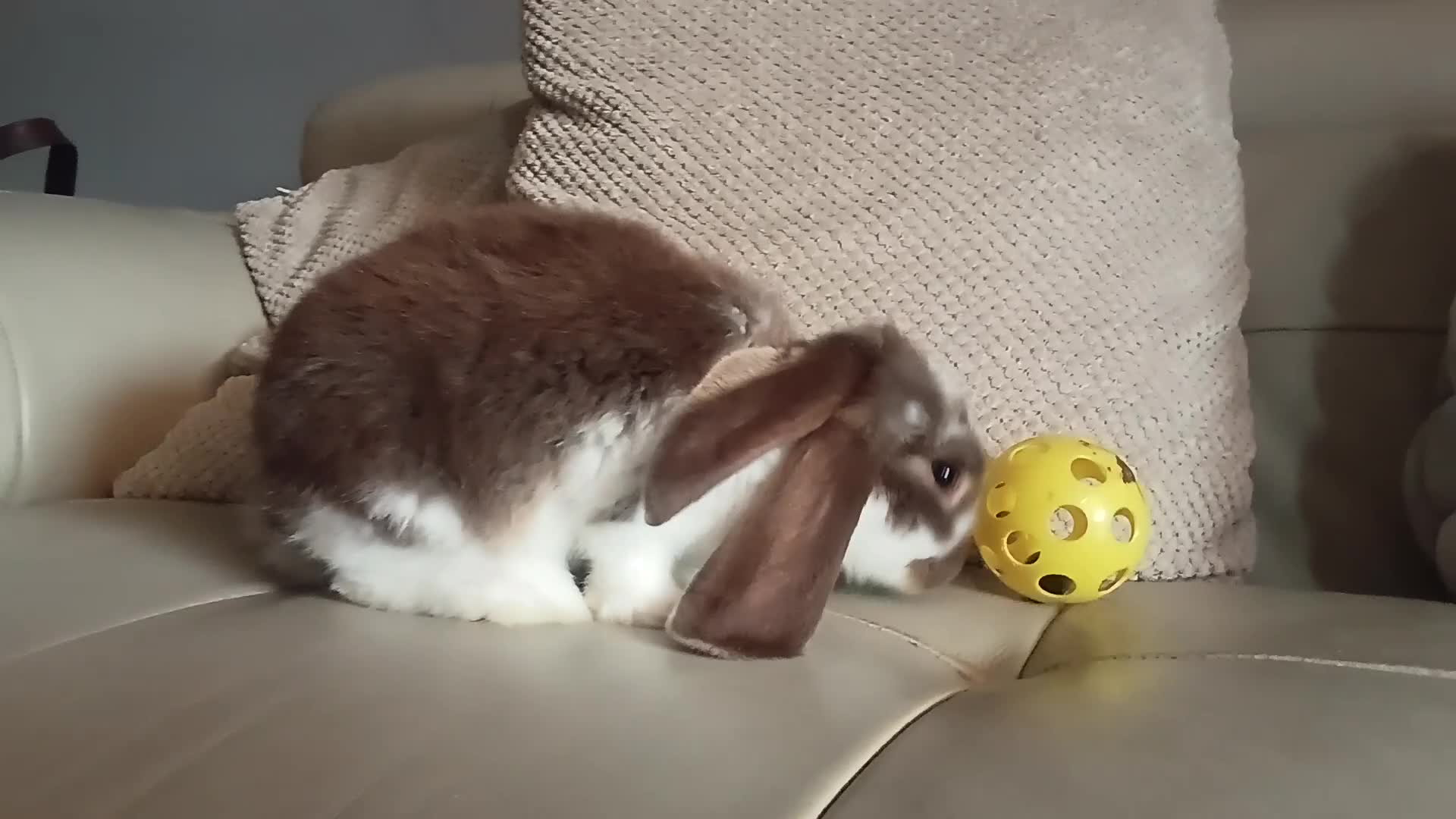 French Lop rabbits for sale: REDUCED!!! French lop bunnies - Video 3