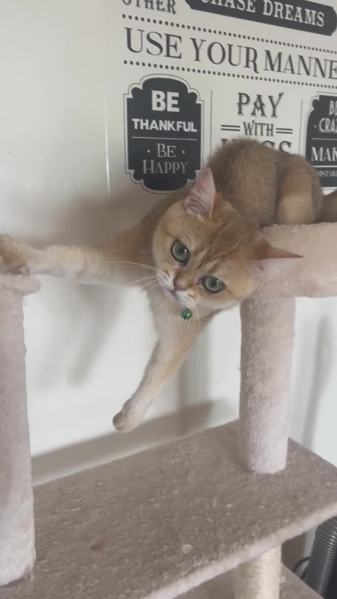 British Shorthair cats for sale: Meet Sofia–The Regal Beauty of British Shorthairs - Video 1