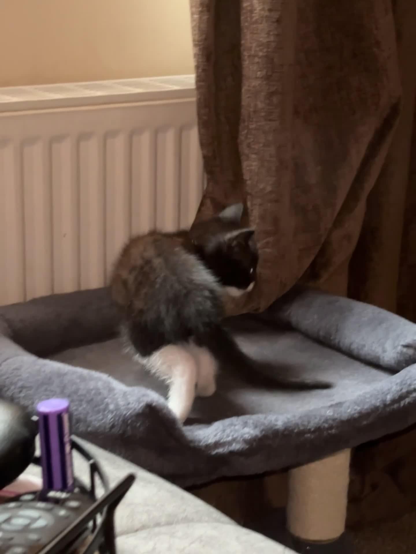 Mixed Breed cats for sale: Beautiful kittens in Chesterfield - Video 2