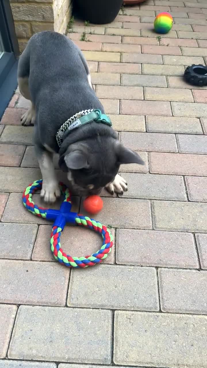 French Bulldog dogs for sale: Adorable KC Registered Blue French Bulldog - Video 1