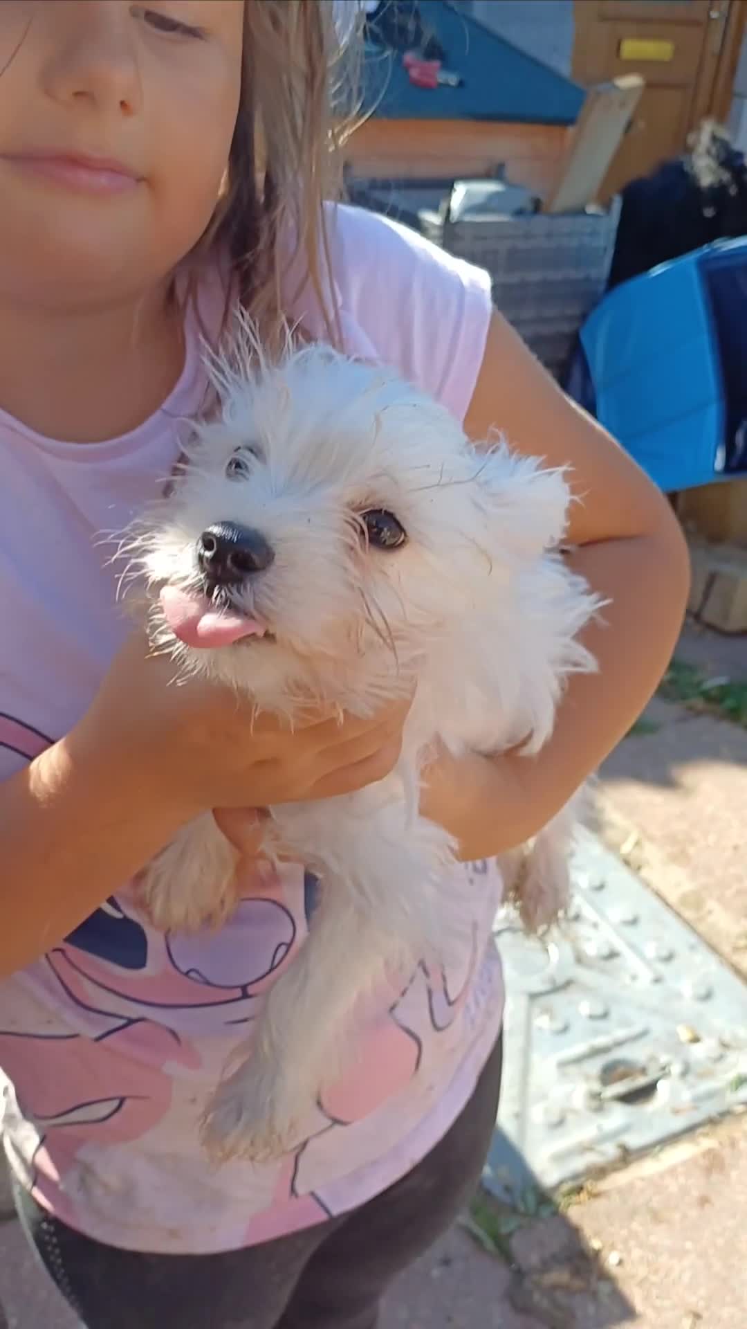 Miniature Schnauzer dogs for sale: Last beautiful boy  - Video 3