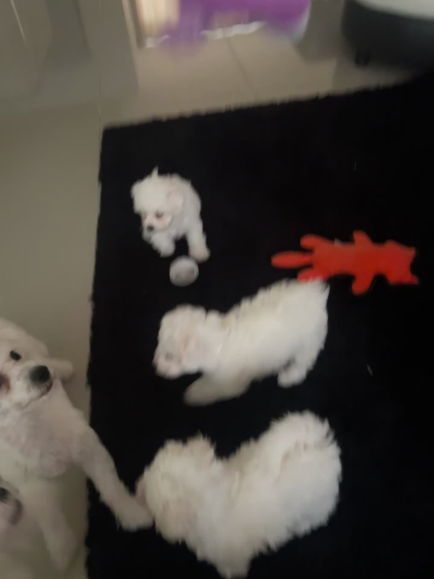 Bichon Frise dogs for sale: Pure Bichon Frise - Video 1