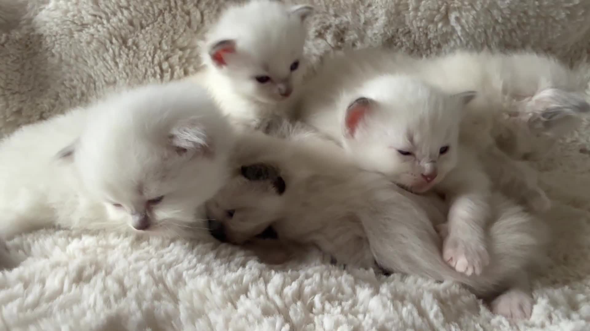 Ragdoll cats for sale: Beautiful litter of Ragdoll baby’s!  - Video 5
