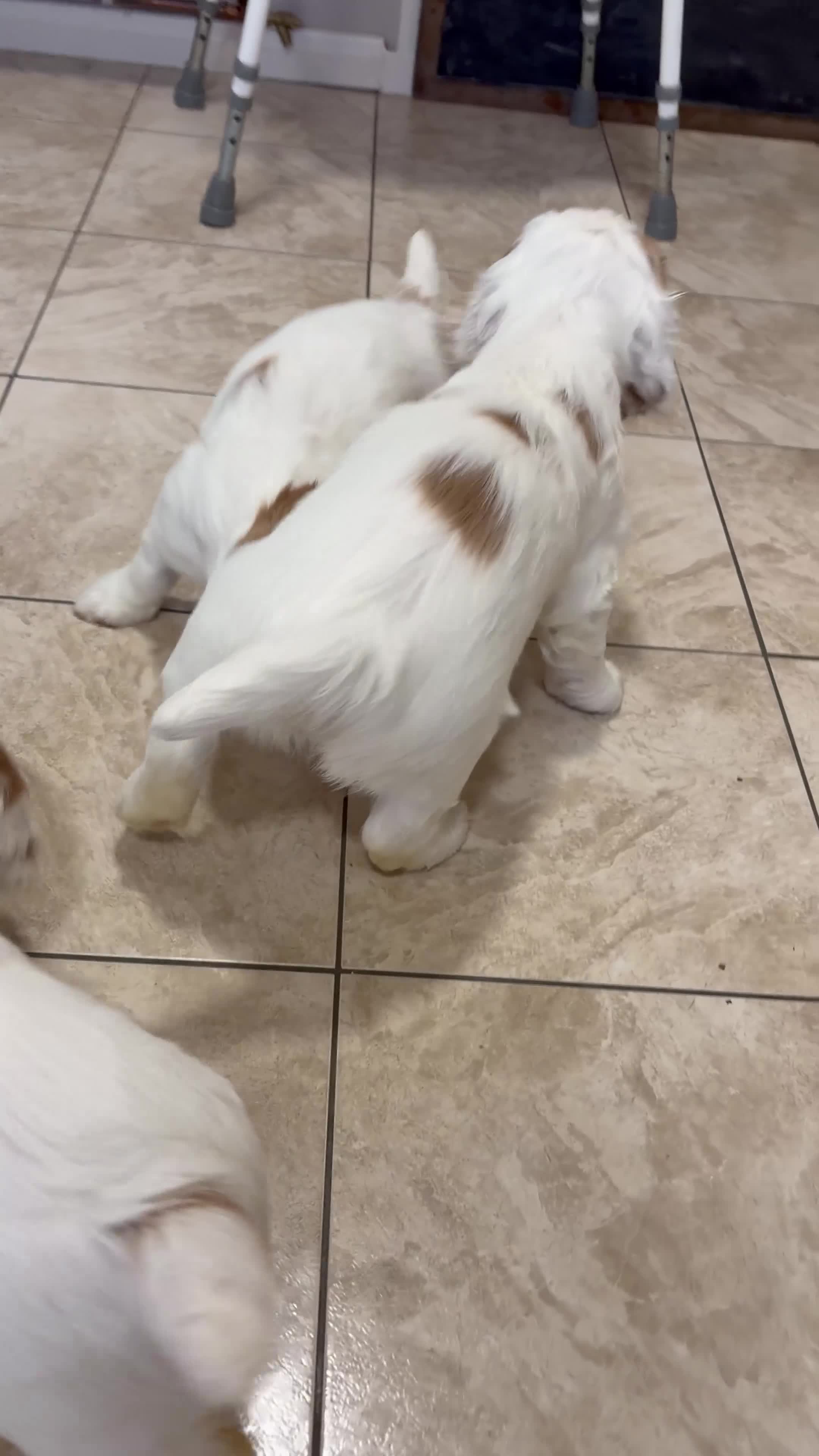 Clumber Spaniel dogs for sale: Clumber Spaniel dog puppy  - Video 1
