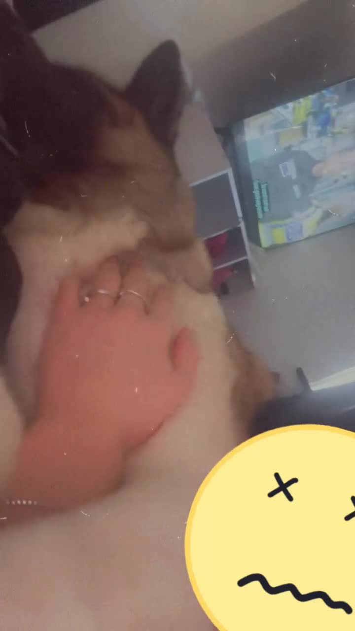 Akita dogs for sale: Lexi  - Video 1