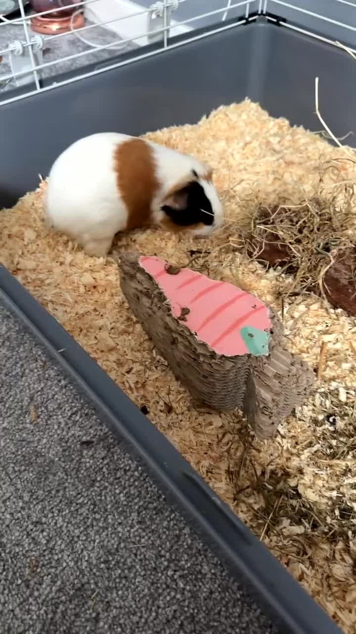 Guinea Pig rodents for sale: Guinea pigs  in Stockton-on-Tees - Video 4