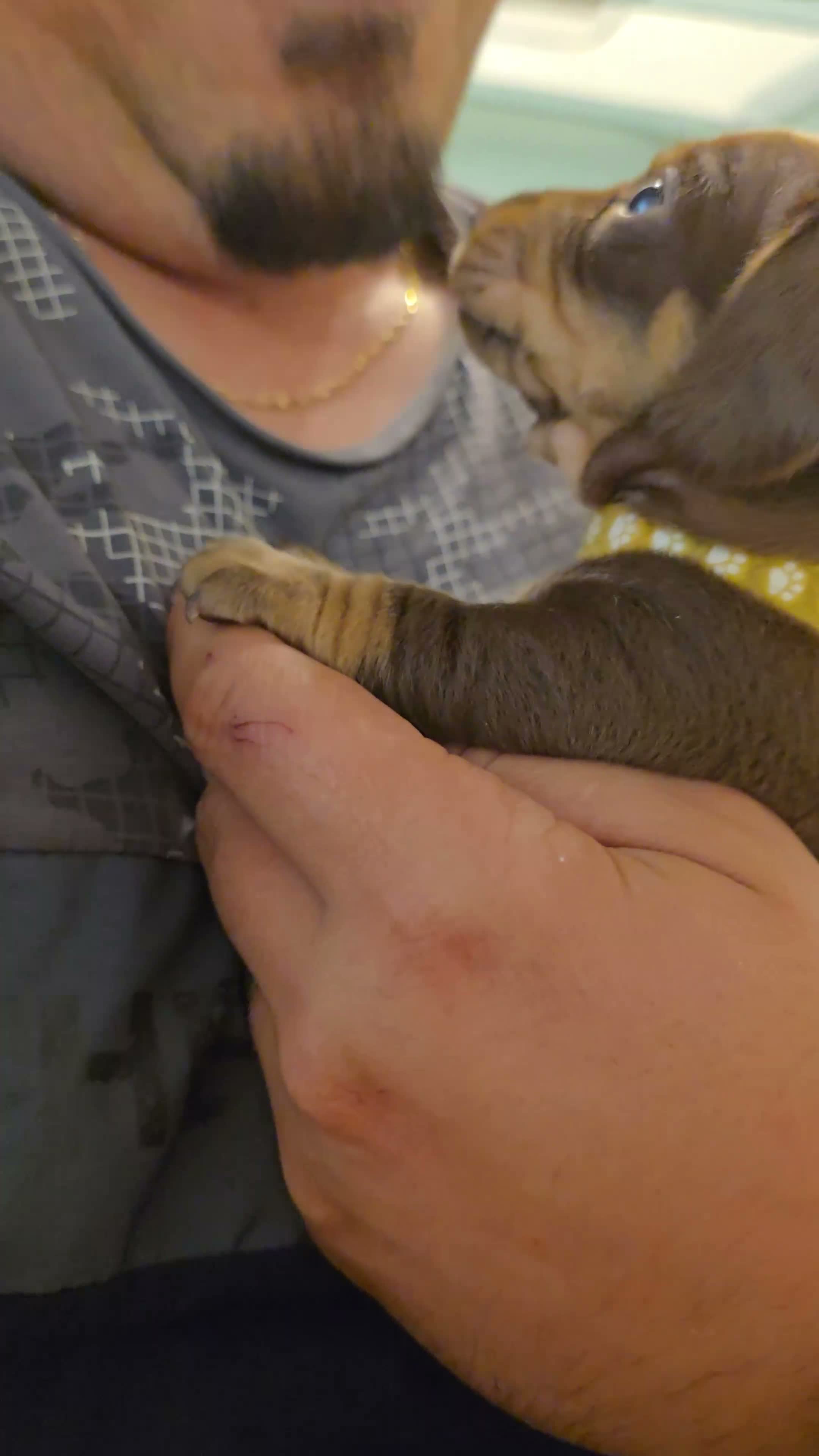 Miniature Dachshund dogs for sale: PEDIGREE KC MINIATURE DACHSHUND PUPPIES  🐶 ❤️ - Video 1