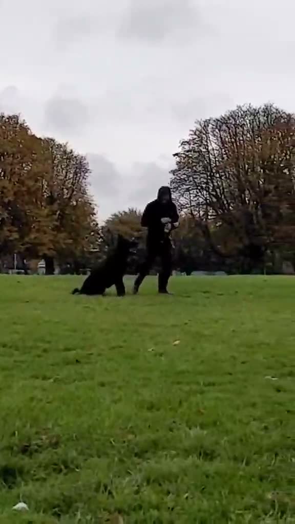 German Shepherd dogs for stud: zeus :) - Video 1