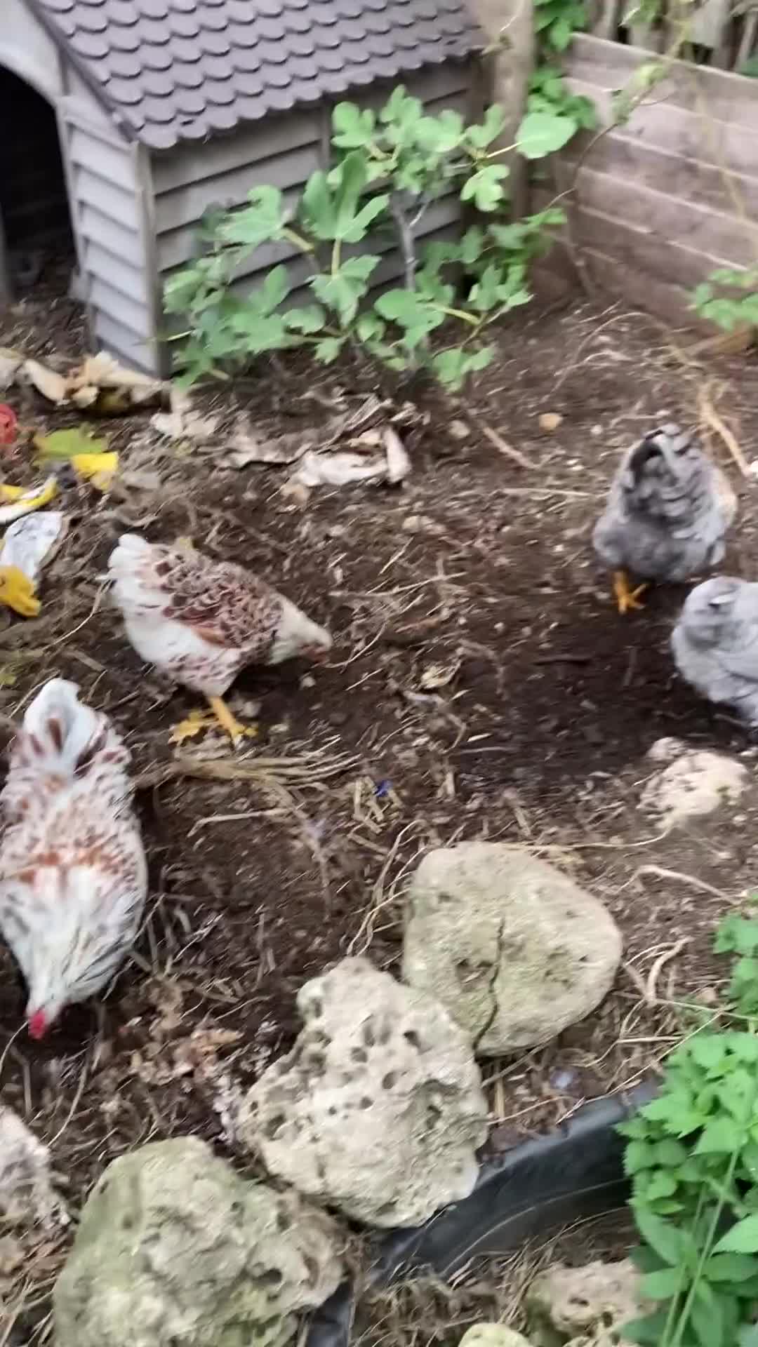 Chickens poultry for sale: Buff laced wyandotte cockerels - choice of 5 - Video 1