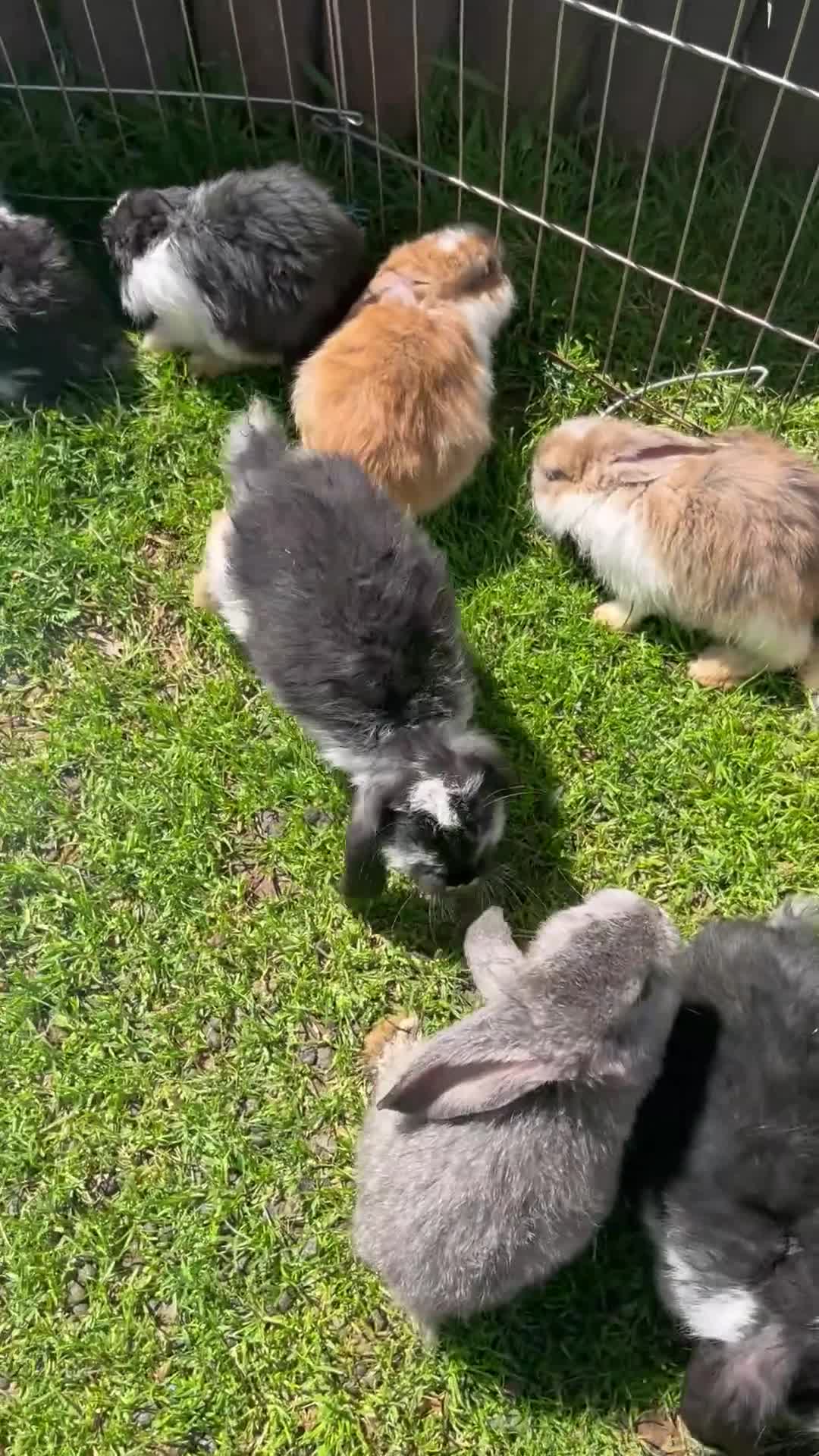 French Lop rabbits for sale: 🐰 Full breed French Lops Ready to Leave 🐰 - Video 1