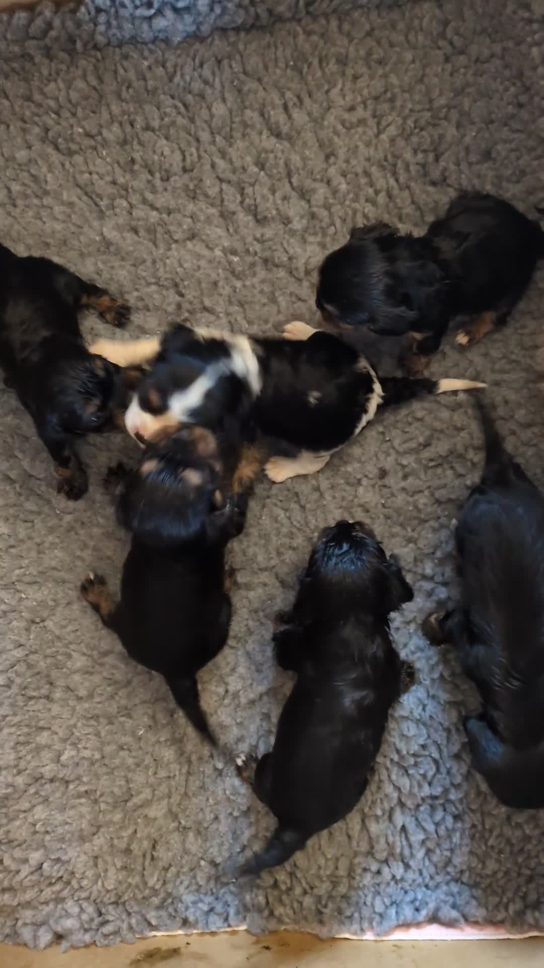 Cavalier King Charles Spaniel dogs for sale: KC reg KING CHARLES CAVALIER PUPS in Milford Haven - Video 1